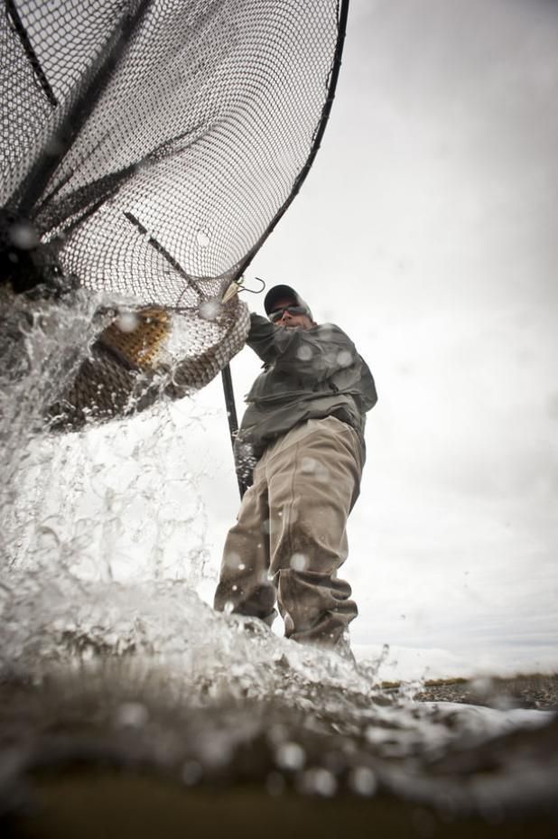 Angler in waders lifting a landing net clear of the water as a fish breaks the surface under a grey sky